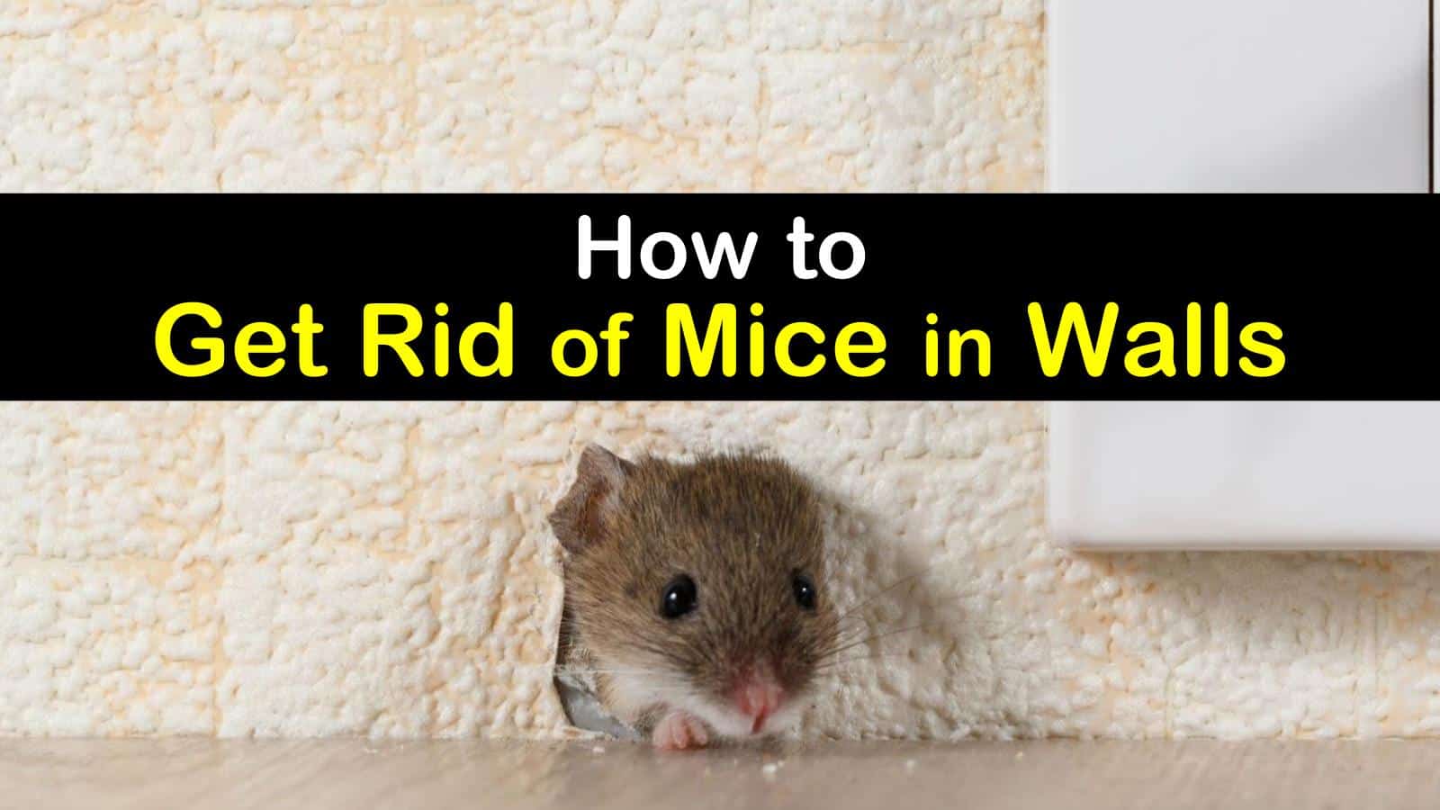 How to Help Get Rid of Mice in Walls