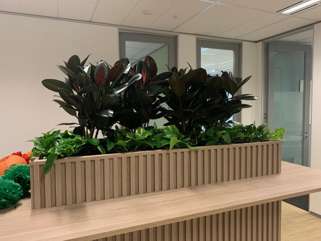 Office Plants For Hire